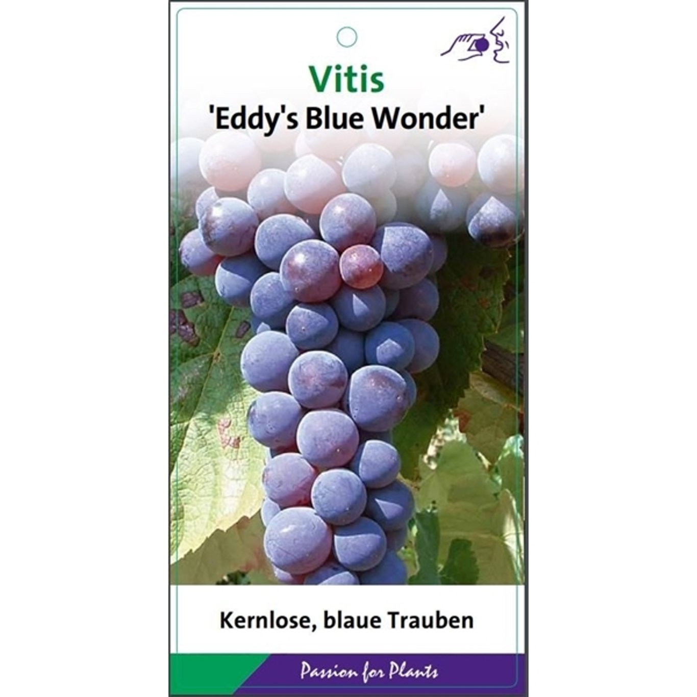 Vitis 'Eddy's Blue Wonder' - C2 60-80 CM Stick